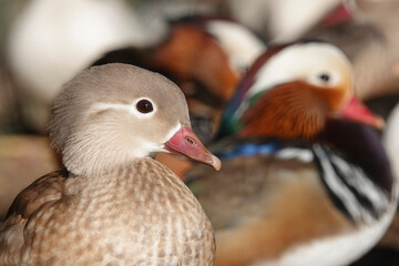 Captivating portrait of a female mandarin duck Aix galericulata showcasing its subtle yet elegant plumage