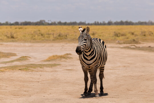 Amboseli National Park, Kenya: Zebra Portrait in the African Savanna