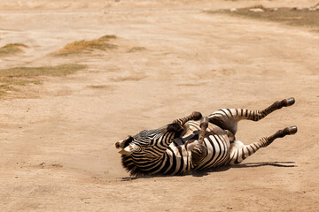 Amboseli National Park, Kenya: Zebra Dust Bath on a Sunny Savannah Day
