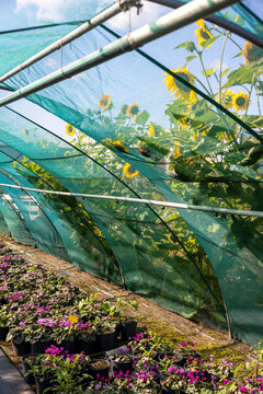 Sunflowers grow outside of a sort of foilage in a garden