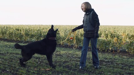 Canine training session in a vineyard field with a skilled handler and an eager sheepdog