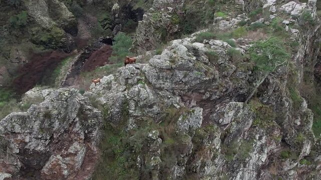 Reverse Orbit Drone Shot of Moving Wild Goats Above Navia -1996