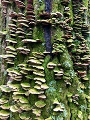 arboreal fungi on a tree in the forest