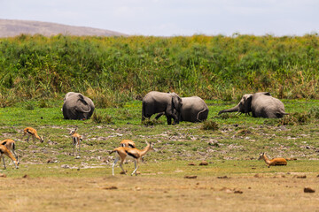 Amboseli National Park, Kenya: Elephants and Gazelles Sharing the Savannah.