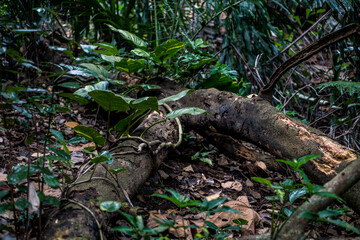 Rough, decayed wood structure on tropical forest ground, great for ecosystem studies, forestry projects, and nature-focused designs.