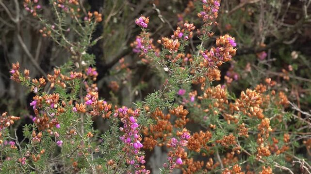 Bell Heather Swaying in the Mountain Wind -2107
