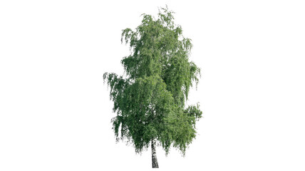 Fototapeta premium A tall, slender birch tree with lush green foliage and characteristic white bark stands isolated against a uniform transparent background. background removed