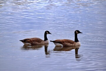 Geese ducks on a river in Laval, Quebec, Canada