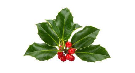 Vibrant green holly leaves with red berries on black background
