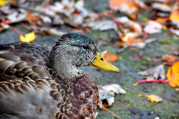 A duck on a river shore during fall in Laval, Quebec, Canada