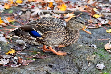 A duck on a river shore during fall in Laval, Quebec, Canada