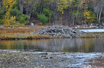 A beaver dam on the river shore in fall, Laval, Quebec, Canada