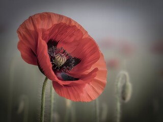 Poppy flower beauty blooms with delicate vibrant grace