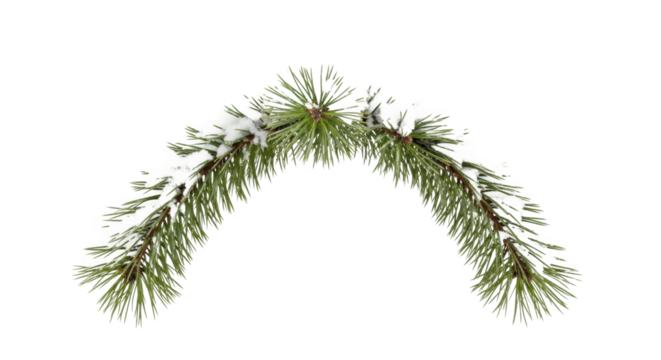 Green pine branch with frost and white snow on a transparent background