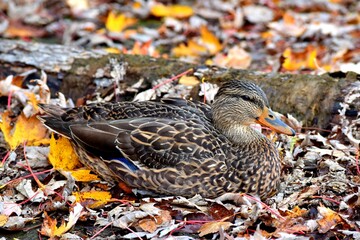 A duck on a river shore during fall in Laval, Quebec, Canada