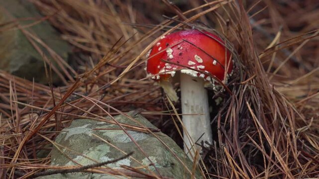 Fly Agaric Mushroom Under Pine Needles in Autumn Forest -2178