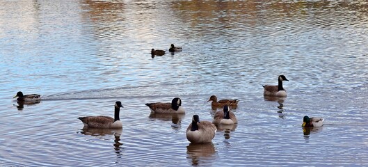 Geese ducks on a river in Laval, Quebec, Canada