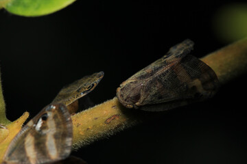 natural ricania insect macro photo	