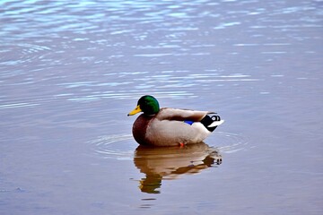 Mallard duck on water on river shore in Laval, Quebec, Canada