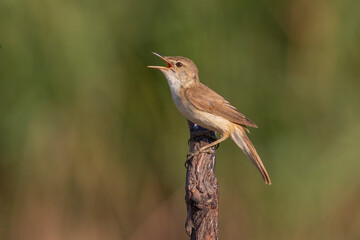Eurasian Reed Warbler standing on a branch with its beak open