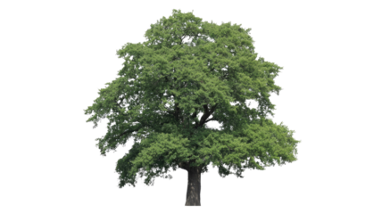 A lush green deciduous tree with a broad, full canopy and sturdy trunk, professionally isolated on a solid background, ready for design use. background removed