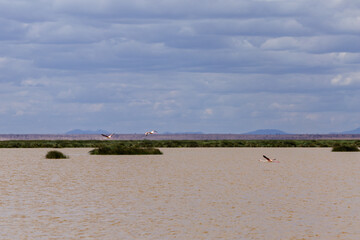 Amboseli National Park, Kenya: Lesser Flamingos in Flight over the Wetland Landscape