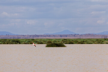 Amboseli National Park, Kenya: Lesser Flamingo in Flight over Wetland Landscape