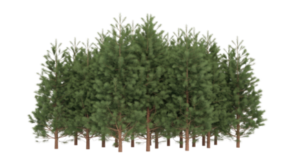 A vibrant cluster of green pine trees with a crisp white outline, digitally rendered on a solid dark transparent background. background removed