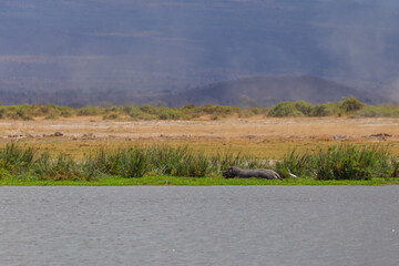 Amboseli National Park, Kenya: Hippo and Egret Resting by the Lake