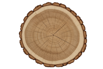 A detailed close-up of a circular tree trunk cross-section, revealing its natural growth rings and rugged bark edge, isolated on green. background removed