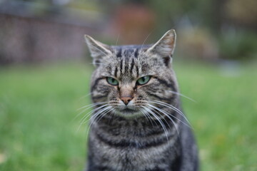 Close-up portrait of a serious tabby cat with green eyes sitting outdoors on a blurred natural background. Focused feline expression, detailed fur texture, and vibrant spring garden atmosphere.