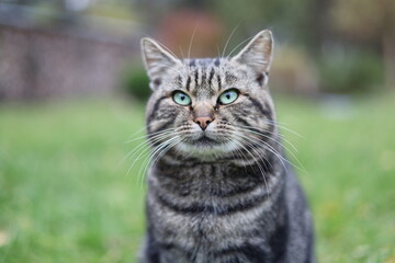 Close-up portrait of a serious tabby cat with green eyes sitting outdoors on a blurred natural background. Focused feline expression, detailed fur texture, and vibrant spring garden atmosphere.