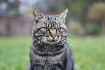 Close-up portrait of a serious tabby cat with green eyes sitting outdoors on a blurred natural background. Focused feline expression, detailed fur texture, and vibrant spring garden atmosphere.