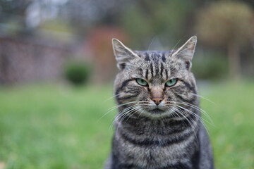 Fototapeta premium Close-up portrait of a serious tabby cat with green eyes sitting outdoors on a blurred natural background. Focused feline expression, detailed fur texture, and vibrant spring garden atmosphere.
