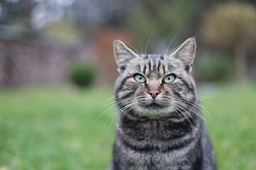 Close-up portrait of a serious tabby cat with green eyes sitting outdoors on a blurred natural background. Focused feline expression, detailed fur texture, and vibrant spring garden atmosphere.