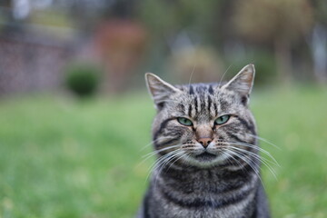 Close-up portrait of a serious tabby cat with green eyes sitting outdoors on a blurred natural background. Focused feline expression, detailed fur texture, and vibrant spring garden atmosphere.