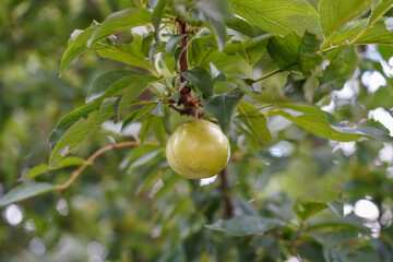Plum (Prunus domestica) is a species of flowering plant in the family Rosaceae. 