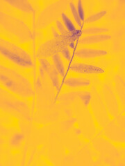 beautiful floral pattern. yellow background. Illustration