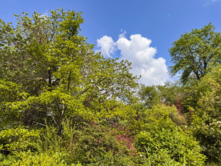Diverse Forest Garden with Colorful Trees Under Dramatic Cloudy Sky