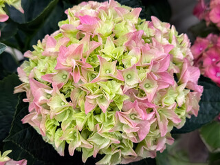 Obraz premium Pastel Hydrangea Blooming with Green Leaves