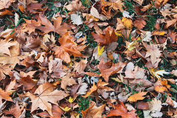 autumn leaves background