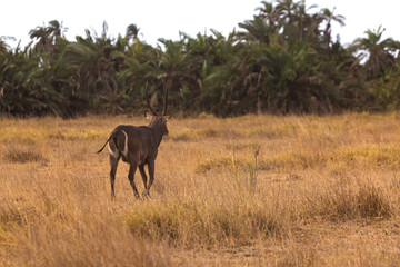 Amboseli National Park, Kenya: Waterbuck Walking Through the Savanna.