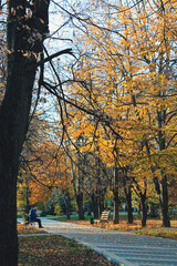 Fototapeta premium autumn in the park