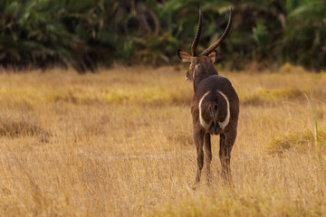 Amboseli National Park, Kenya: Waterbuck Butt in the Dry Grassland