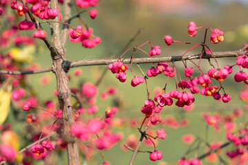 Pfaffenh&uuml;tchen im Herbst
