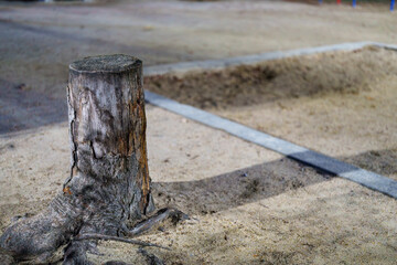 ライトに照らされた切り株の木肌テクスチャ