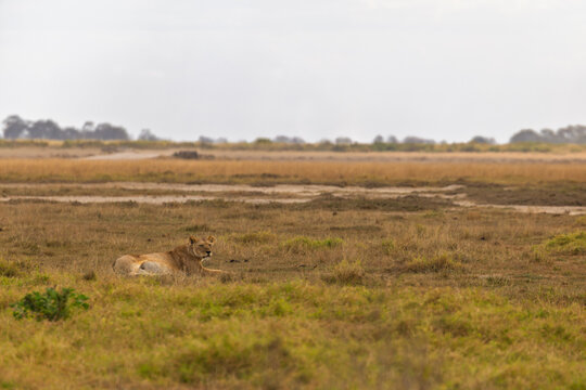 Amboseli National Park, Kenya: Lioness Resting in the Savannah Heat