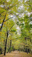 Obraz premium Vertical shot of a forest path covered with fallen autumn leaves under a tall, colorful tree canopy