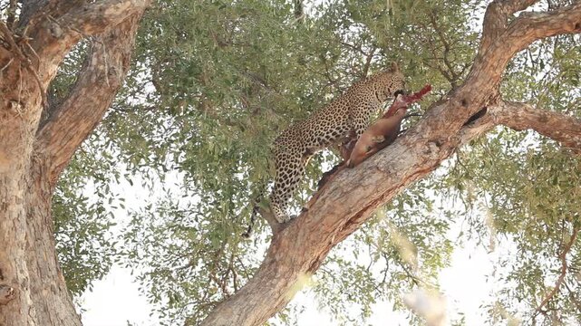 Leopard in a tree with a kill