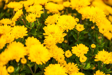 Yellow chrysanthemums in a bouquet, selective focus.